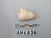 藏品(螺殼)的圖片